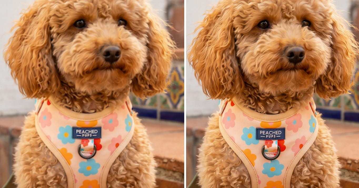 Dog portrait photo polished for sharper, more realistic detail